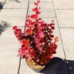Dráč thunbergov (Berberis thunbergii) ´ORANGE SUNRISE®´ - výška 30-40 cm, kont. C2L